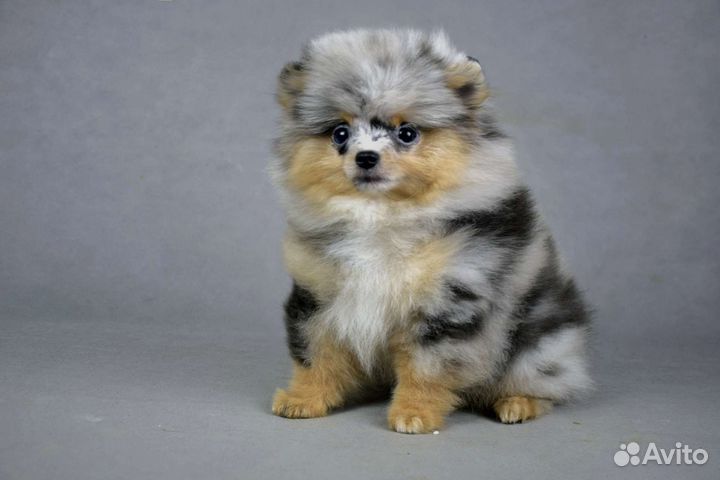 Шпиц редкого окраса