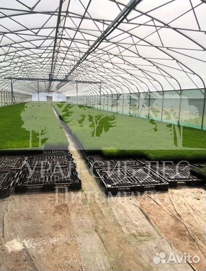 Лиственница Сибирская зкс сеянцы