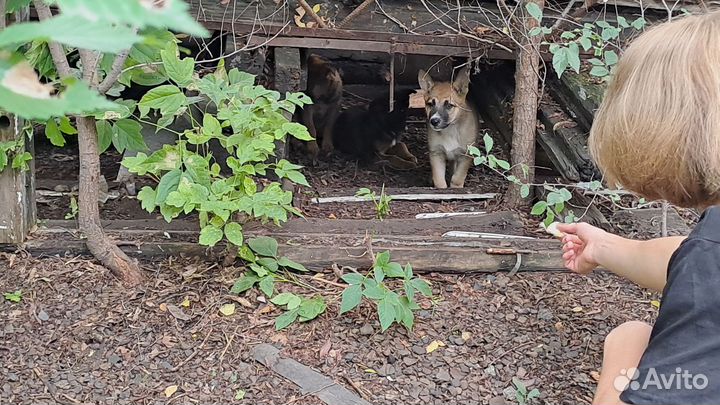 Собака в добрые руки щенки