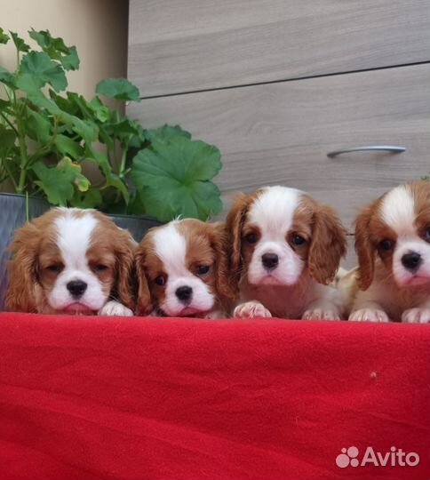 Шикардосики РКФ