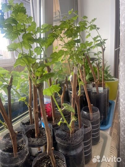 Черенки винограда