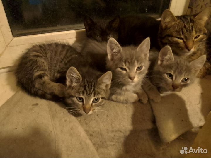 Кошка в дар бесплатно