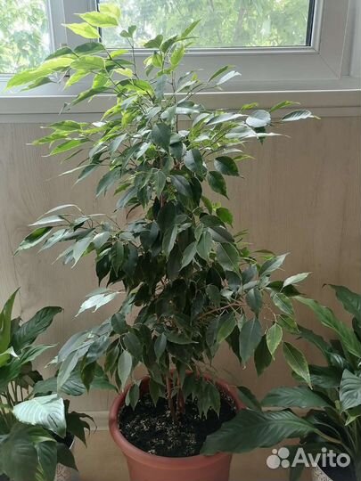 Фикус бенджамина