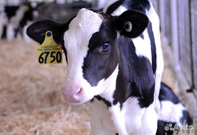 Бычки мясные Холмогоры 1.5 мес