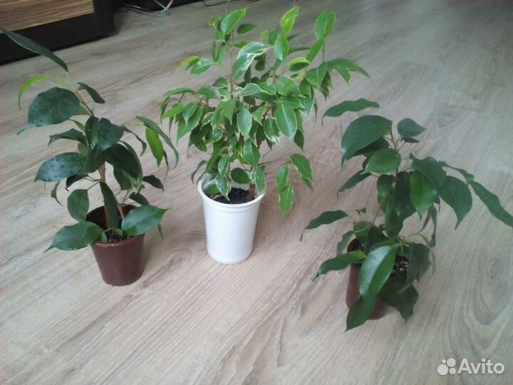 Укорененные черенки фикуса