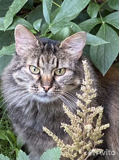 Кошечка в добрые руки