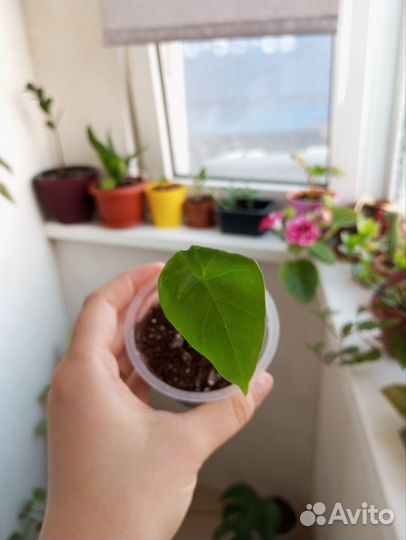 Алоказия Слоновье ухо Клобучковая Пахучая