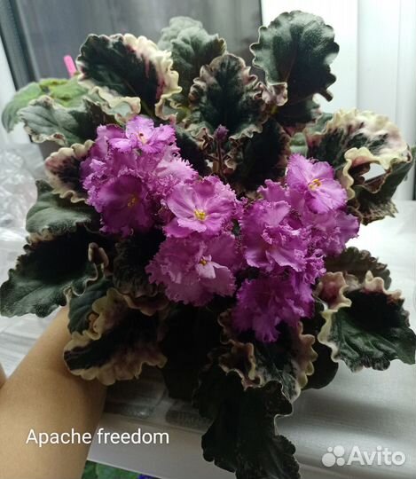 Листочки фиалки