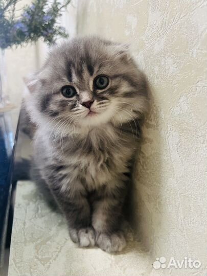 Шотландская вислоухая