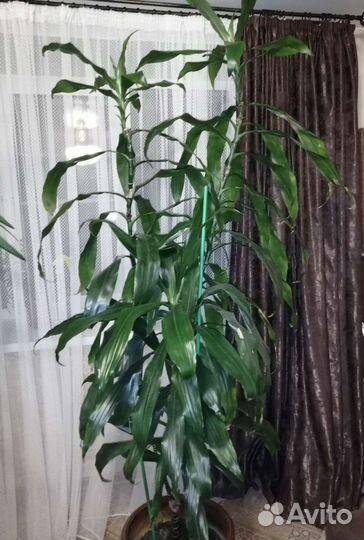 Пальма Драцена