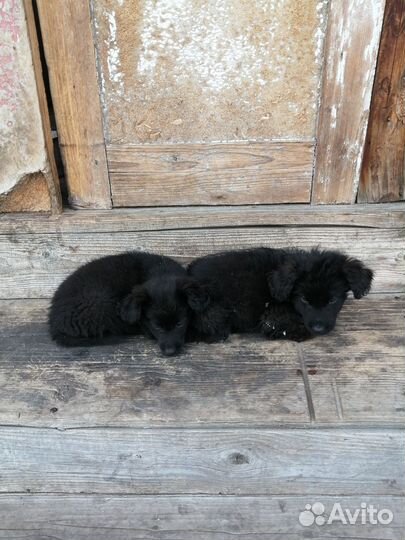 Щенки бесплатно
