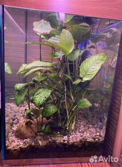 Аквариум на 100 литров