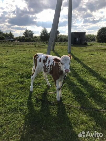 Телята (телки)