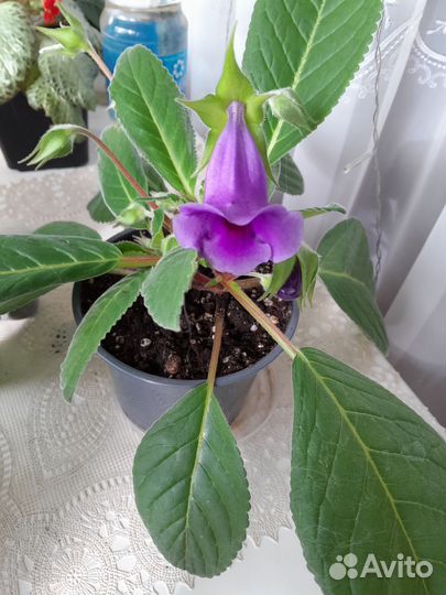 Глоксинья. Бальзамин