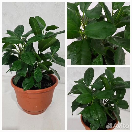 Фикус бегония колеус бесплатно