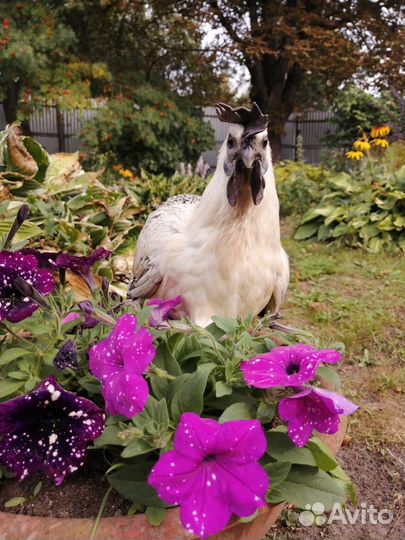 Лакеданзи цыплята, яйцо акция до 25.07