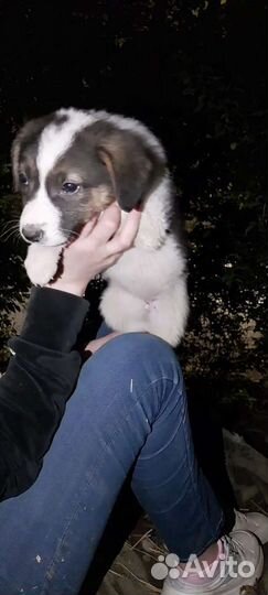 Щенок Девочка в добрые руки