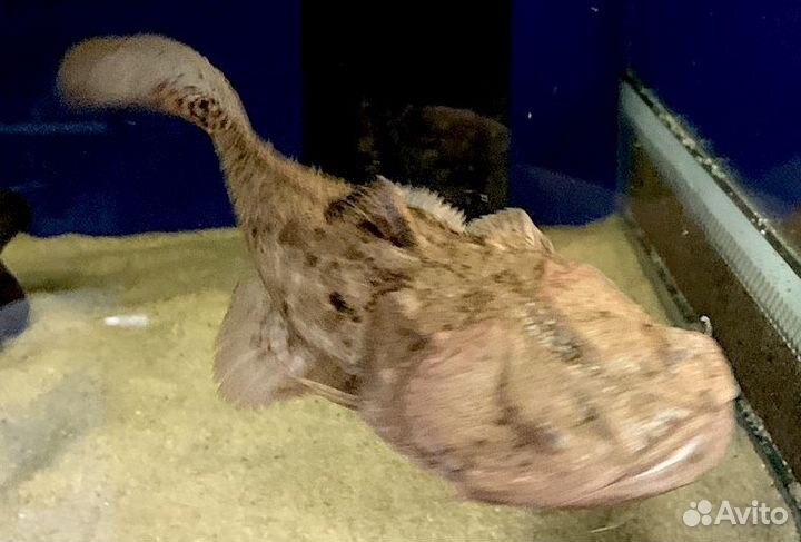 Сом-лягушкорот