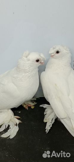 Продажа голубей
