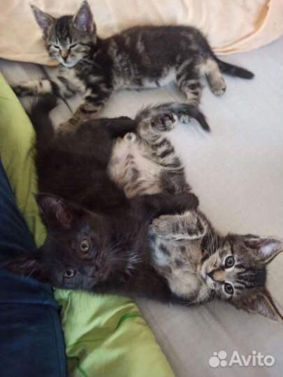 Котята в добрые руки