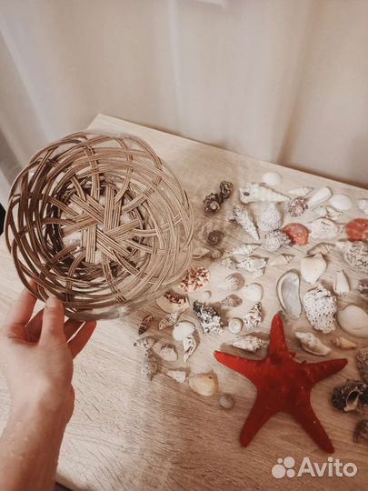 Морские ракушки раковины