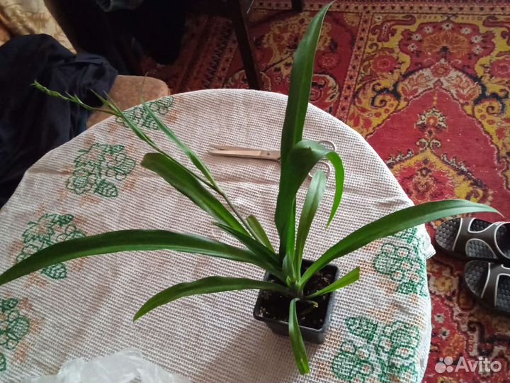 Хлорофитум