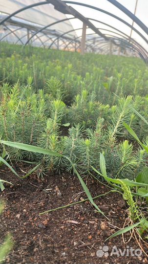 Саженцы сосны окс