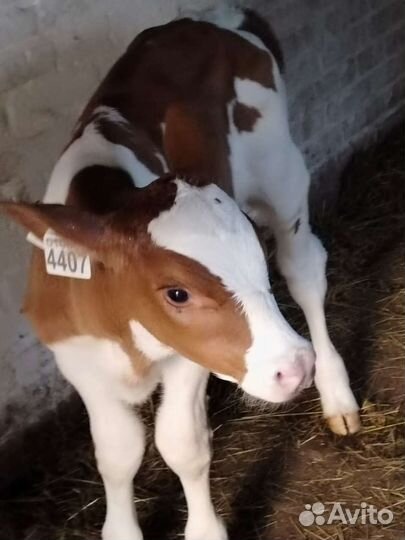 Телята бычки