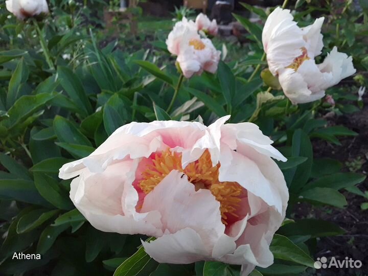 Продаю деленки на осень 2023г