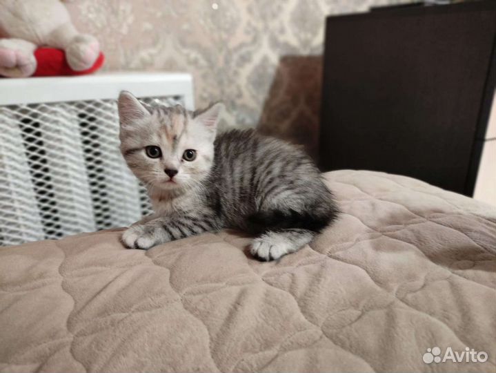 Кошки бесплатно