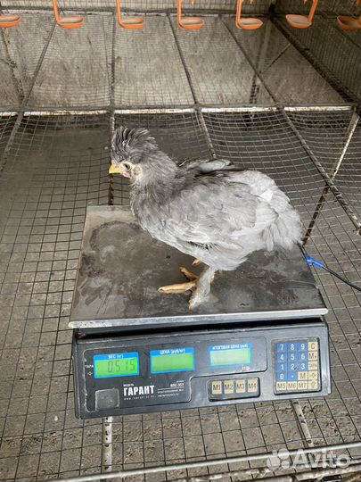 Цыплята подрощенные мясояичных пород