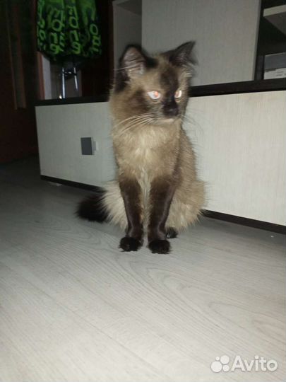 Невская маскарадная в дар