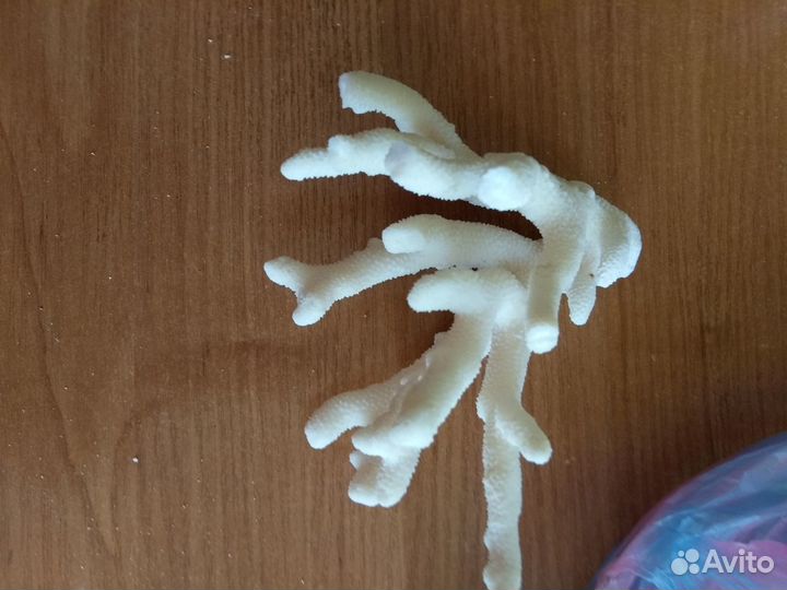 Морские кораллы