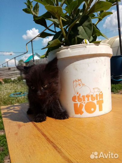 Котята в дар