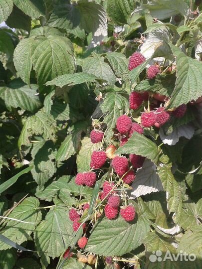 Продаются саженцы ремонтантной малины