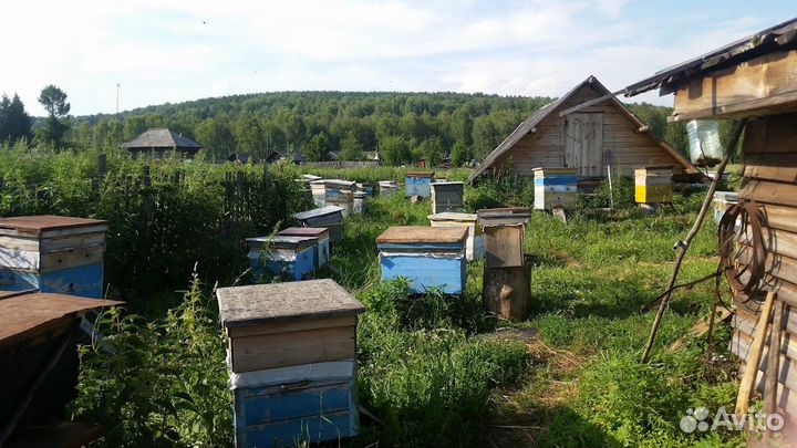 Пчелосемьи на высадку