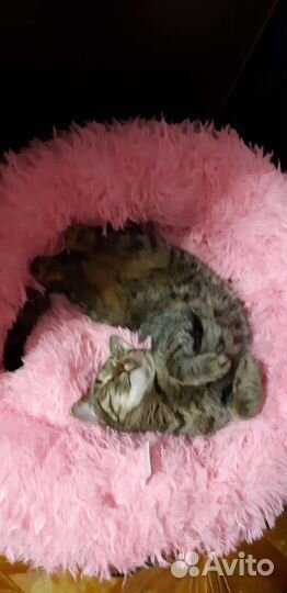 Кошечка в добрые руки