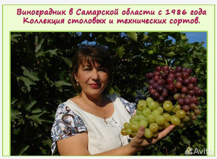 Зимостойкий и неукрывной виноград