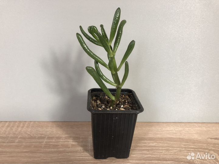 Кислицы, алоэ, рео, крассула Голлум