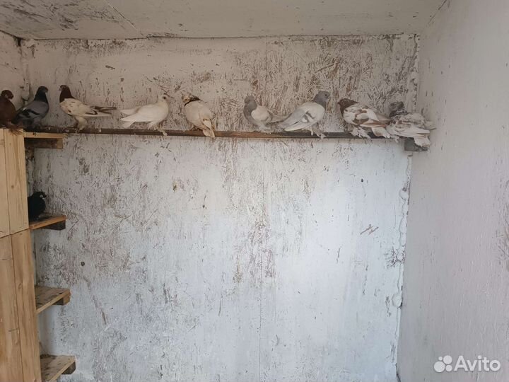 Голуби узбеки продажа
