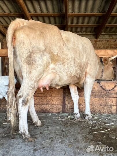 Корова с теленком