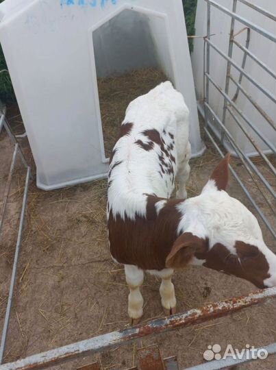 Бычки и телята