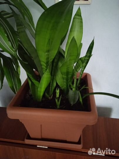 Комнатные цветы