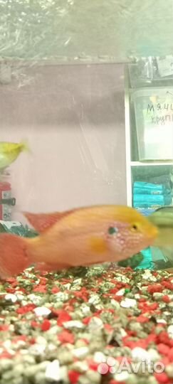 Аквариумные рыбки