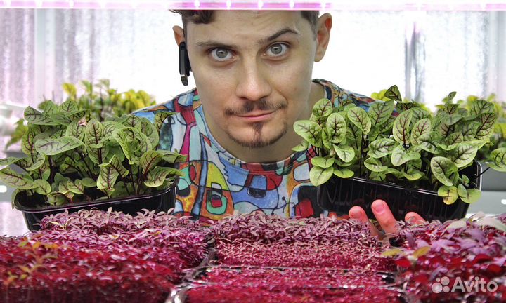 Семена для микрозелени Редис Чайна Роуз