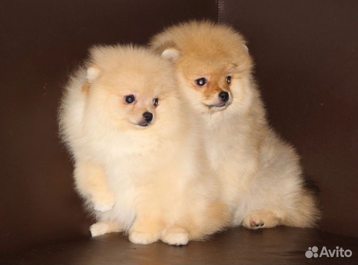 Шпиц мальчик и девочка