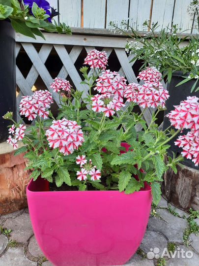 Вегетативная петуния