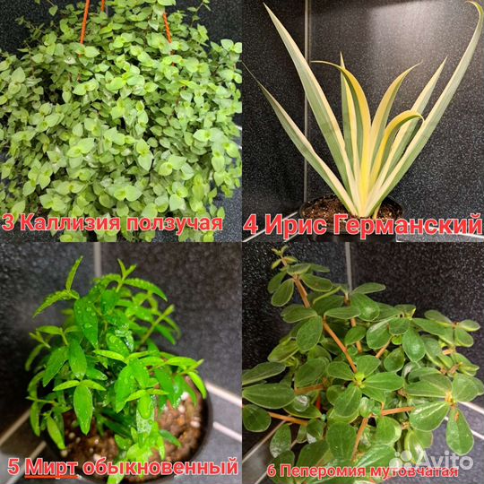 Редкие,необычные растения И съедобная микрозелень
