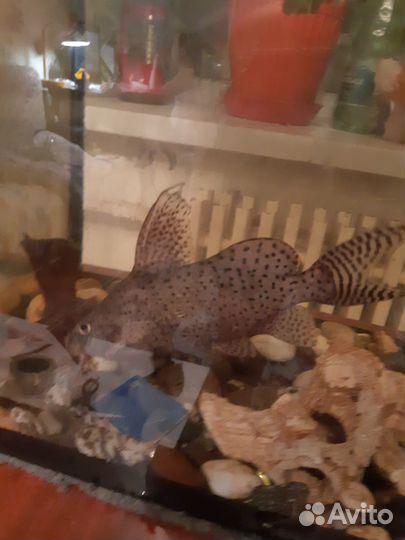 Аквариумные рыбки сомики