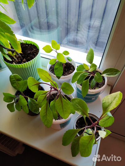 Джинура прокумбенс - противодиабетическое растение